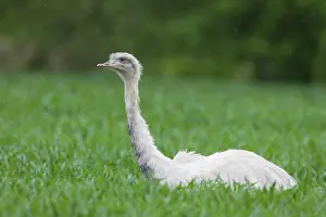 Rheas: Greater Rhea white bird