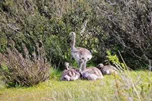 Rheas: Greater Rhea young