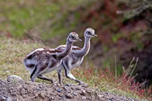 Rheas: Greater Rhea young