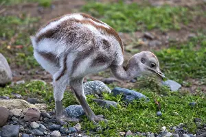 Rheas: Greater Rhea young