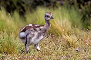Rheas: Greater Rhea young