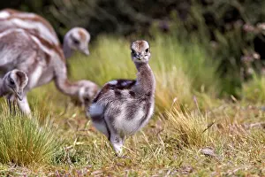 Rheas: Greater Rhea young