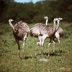 Rheas: GREATER RHEAS - standing in a group