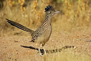 Roadrunners: Greater Roadrunner