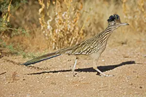 Roadrunners: Greater Roadrunner