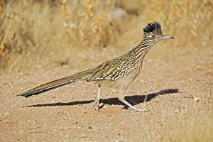 Roadrunners: Greater Roadrunner