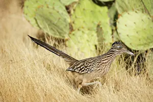 Roadrunners: Greater Roadrunner