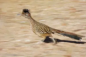 Roadrunners: Greater Roadrunner
