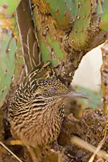 Roadrunners: Greater Roadrunner