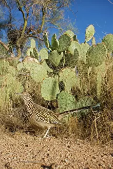 Roadrunners: Greater Roadrunner