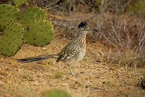Roadrunners: Greater Roadrunner