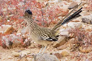 Roadrunners: Greater Roadrunner