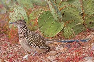 Roadrunners: Greater Roadrunner