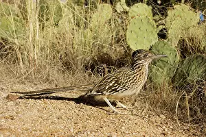 Roadrunners: Greater Roadrunner