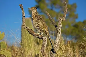 Roadrunners: Greater Roadrunner