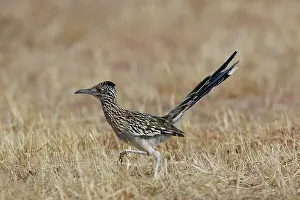 Roadrunners: Greater Roadrunner