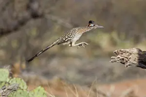 Roadrunners: Greater Roadrunner
