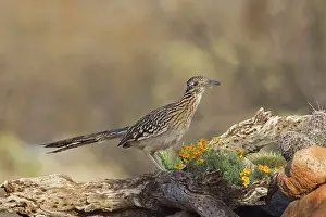 Roadrunners: Greater Roadrunner