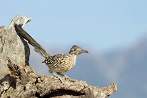 Roadrunners: Greater Roadrunner
