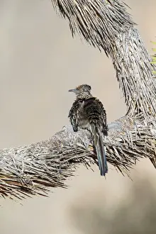 Roadrunners: Greater Roadrunner