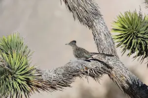 Roadrunners: Greater Roadrunner