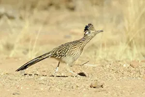 Cuculidae: Greater roadrunner