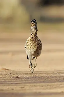 Cuculidae: Greater Roadrunner