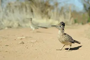 Geococcyx: Greater roadrunner