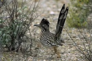 Geococcyx: Greater Roadrunner