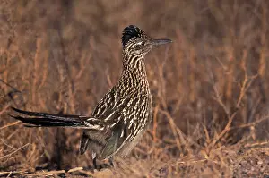 Geococcyx: Greater Roadrunner