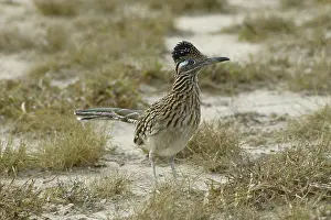 Geococcyx: Greater Roadrunner