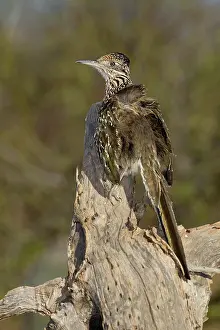 Roadrunner: Greater Roadrunner