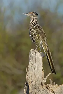 Roadrunner: Greater Roadrunner