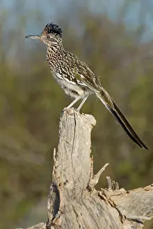 Roadrunner: Greater Roadrunner
