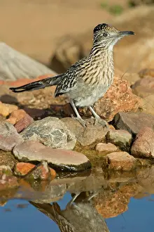 Roadrunner: Greater Roadrunner