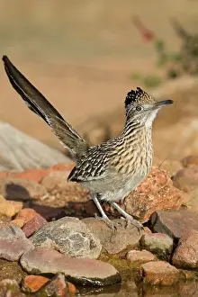 Roadrunner: Greater Roadrunner