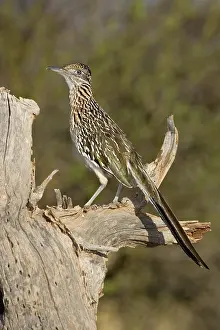 Roadrunner: Greater Roadrunner