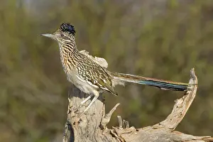 Roadrunner: Greater Roadrunner