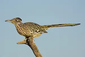 Roadrunner: Greater Roadrunner