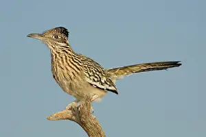 Roadrunner: Greater Roadrunner