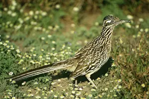 Roadrunner: Greater Roadrunner