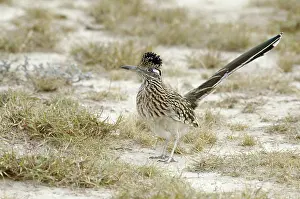 Roadrunner: Greater Roadrunner