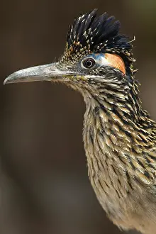 Roadrunner: Greater Roadrunner