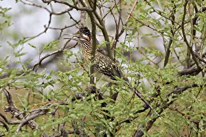Roadrunner: Greater Roadrunner