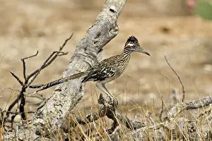 Roadrunner: Greater Roadrunner