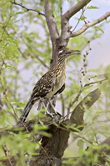 Roadrunner: Greater Roadrunner