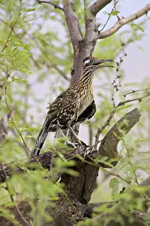 Roadrunner: Greater Roadrunner