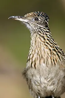Californianus: Greater Roadrunner