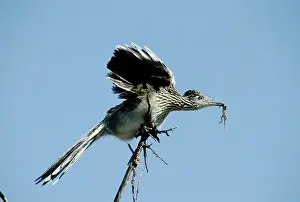 Californianus: Greater Roadrunner