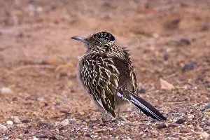 Californianus: Greater Roadrunner